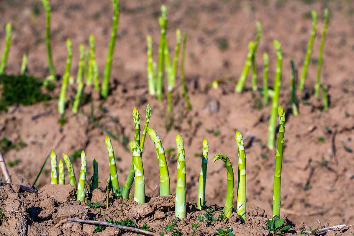 A horizontal image of asparagus growing in a field.
