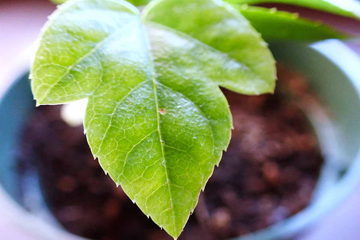 A horizontal close up of a young leaf on a Japanese aralia plant.
