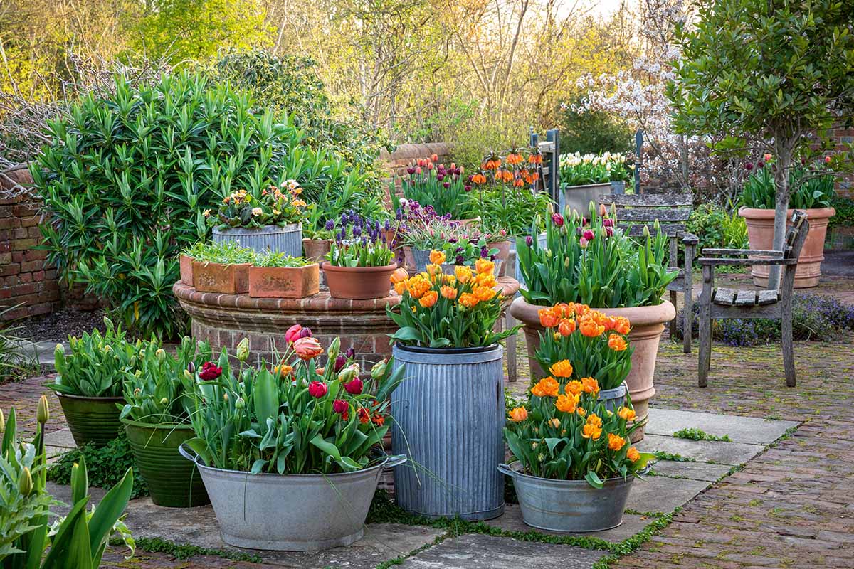 A horizontal image of colorful container plantings consisting of narcissus and tulips in a cottage garden.