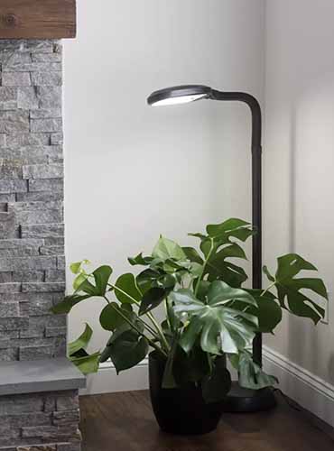 A vertical image of a floor lamp with a houseplant underneath it in a corner of a room.