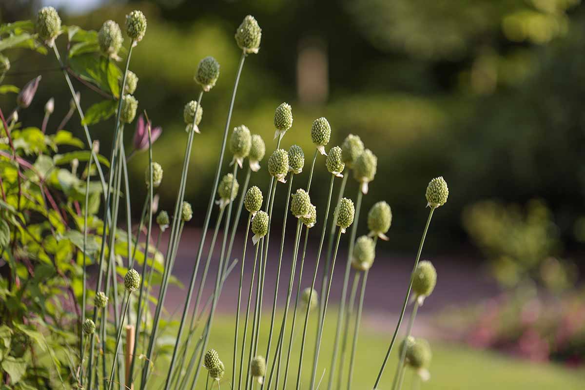 A close up horizontal image of the seed heads of spent thimbleweed flowers growing in a garden border pictured on a soft focus background.