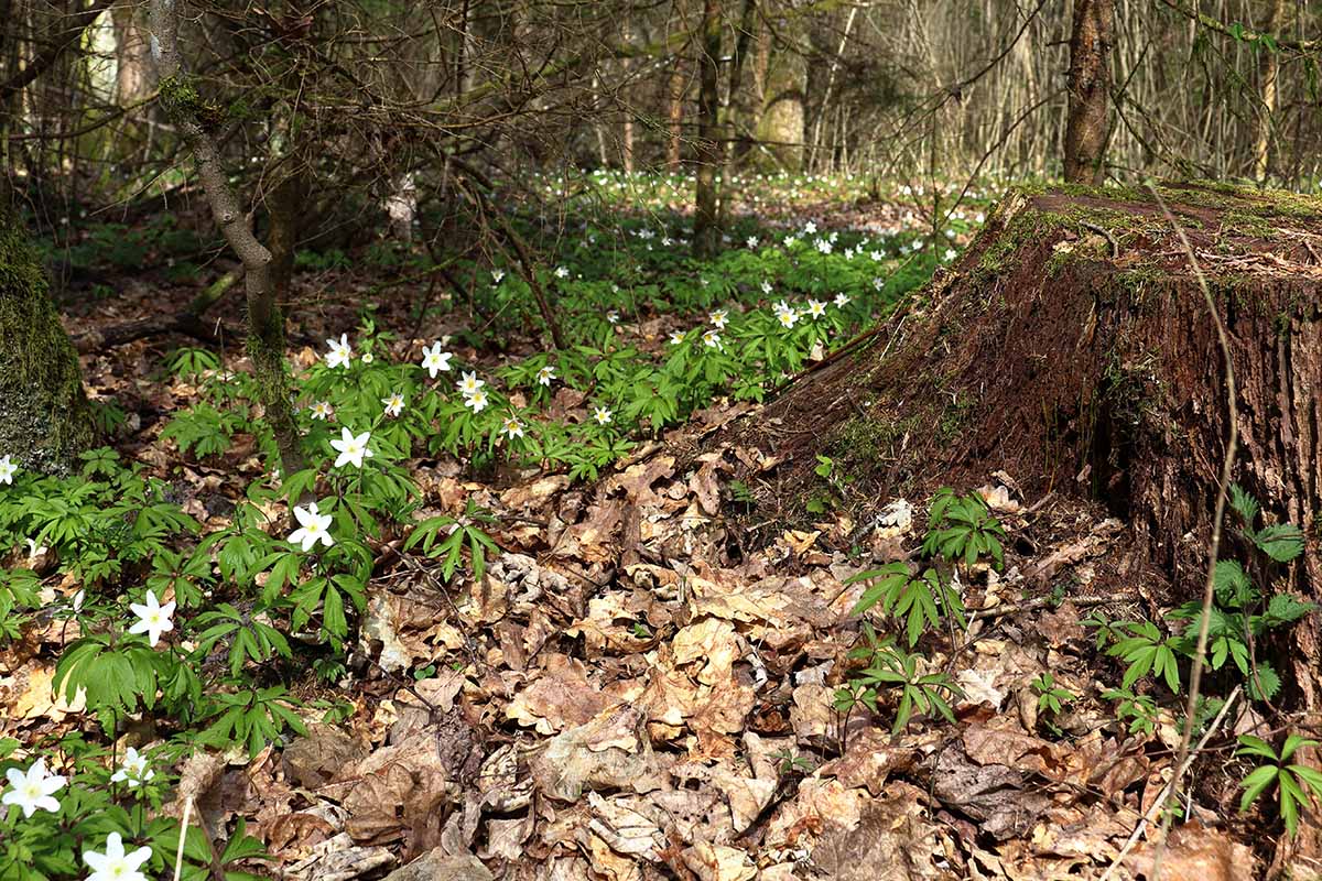 A horizontal image of Anemone virginiana growing in a forest.