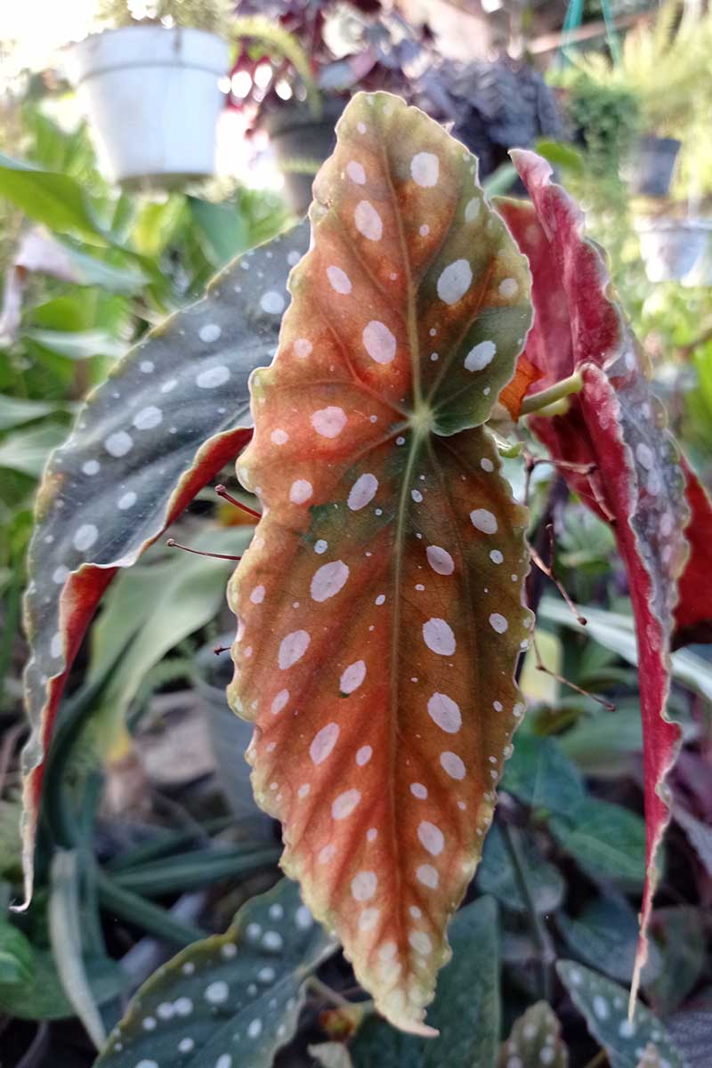 A close up vertical image of an angel-wing begonia with spotted leaves growing outdoors in a pot.
