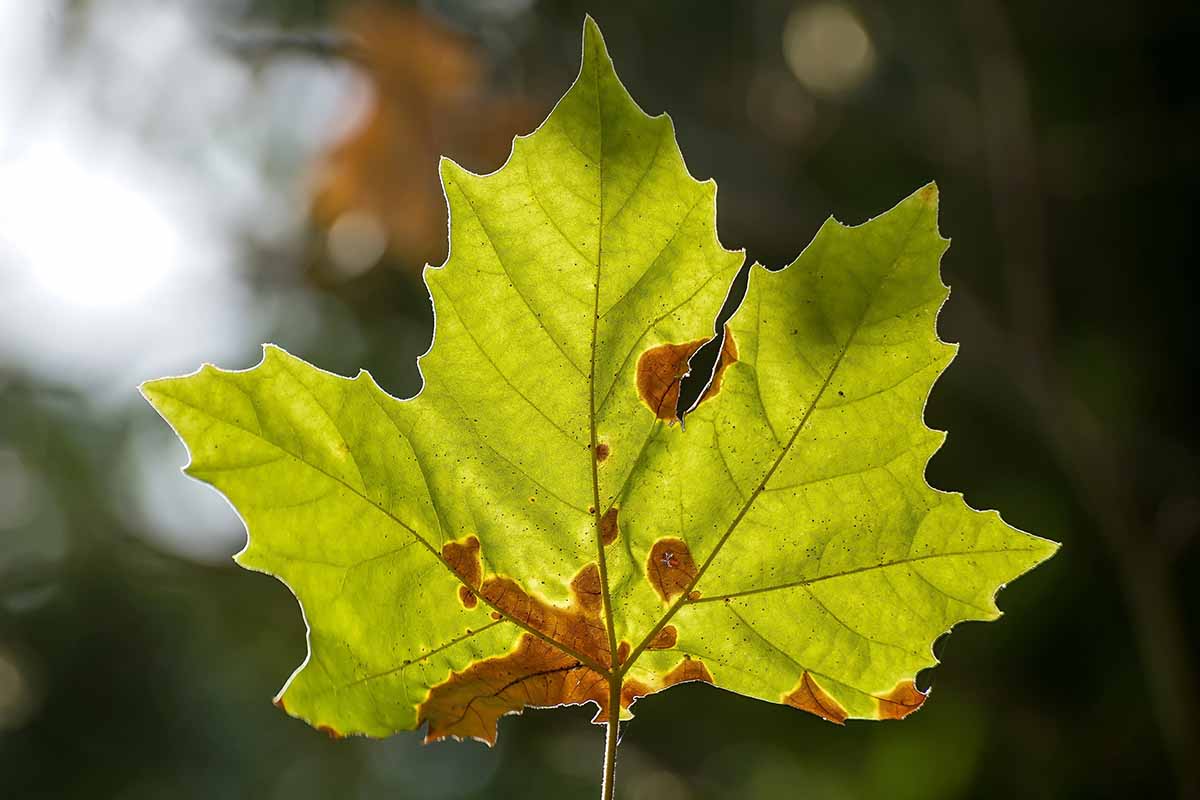 A horizontal shot of a Japanese maple leaf backlit with sunlight with symptoms of anthracnose along the veining of the leaf.