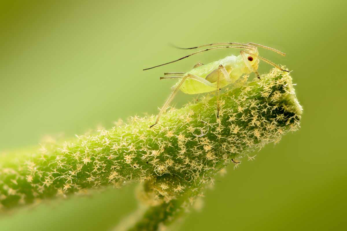 A horizontal close up highly magnified to show an aphid on the stem of a plant.