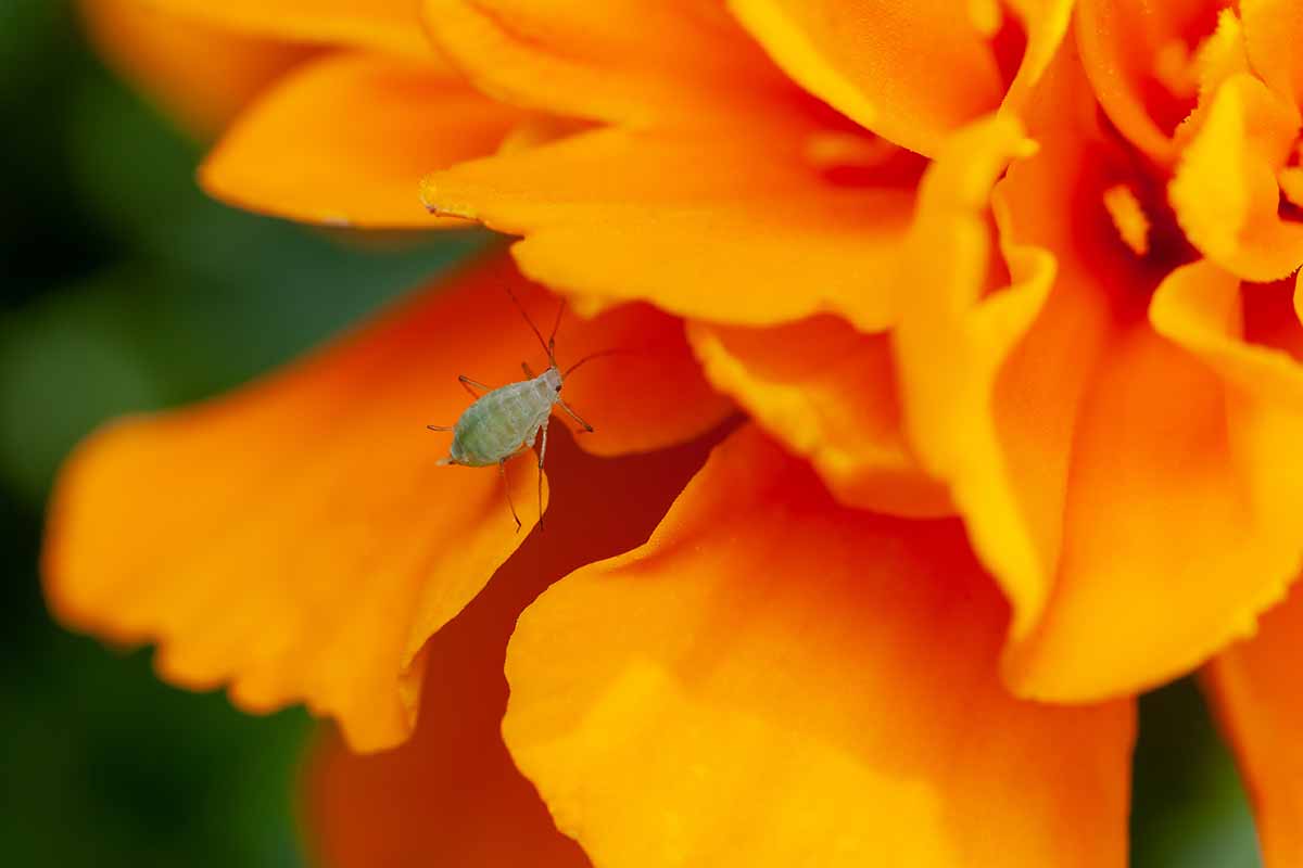 A high magnification image of an aphid on a bright yellow bloom.
