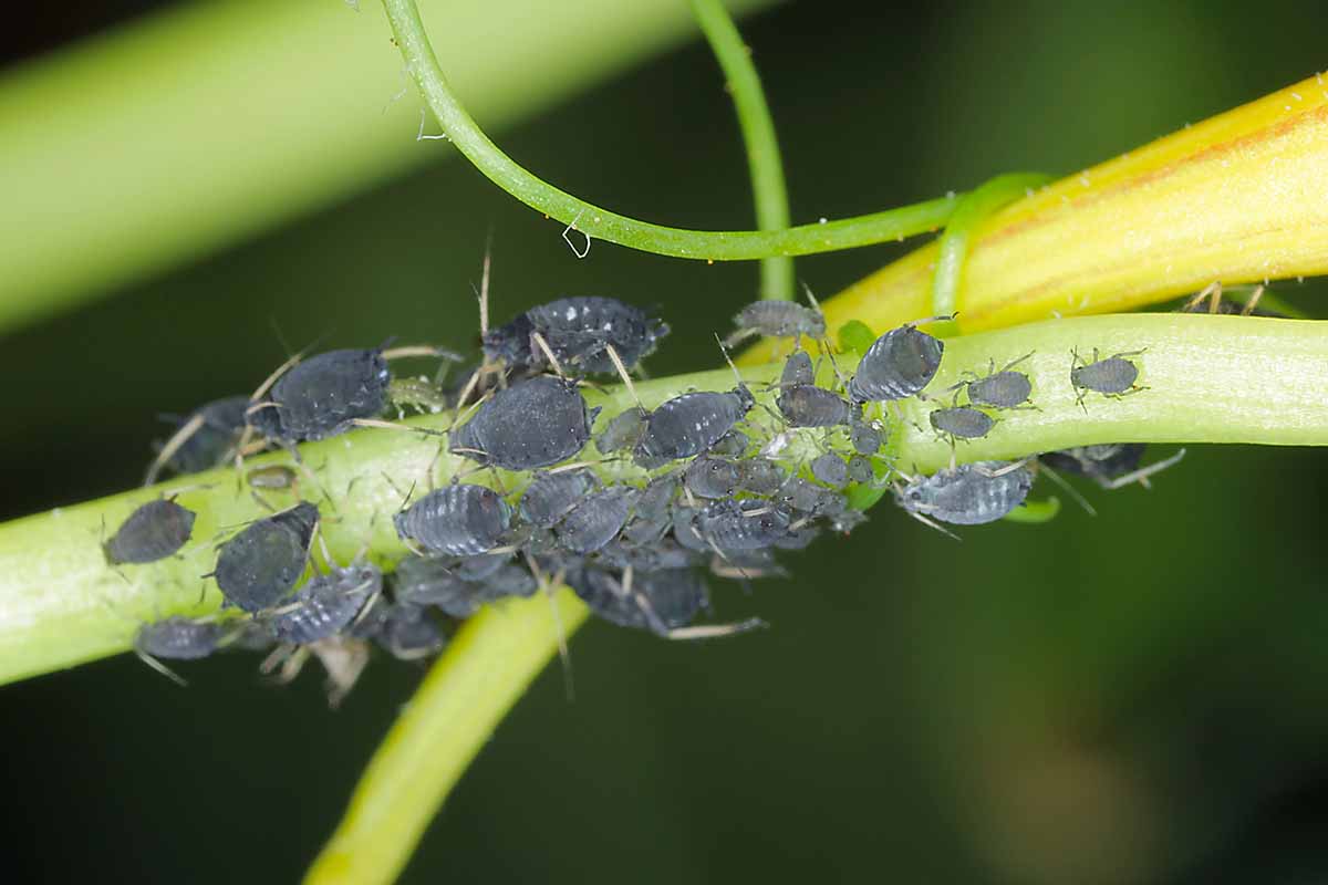 A close up horizontal image of black bean aphids infesting a branch pictured on a soft focus background.