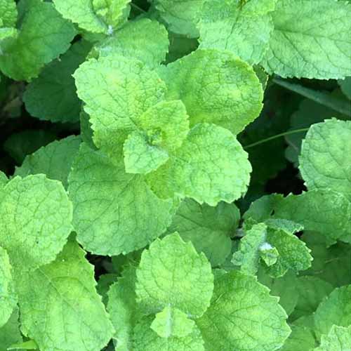 A close up square image of the foliage of apple mint growing in the garden.