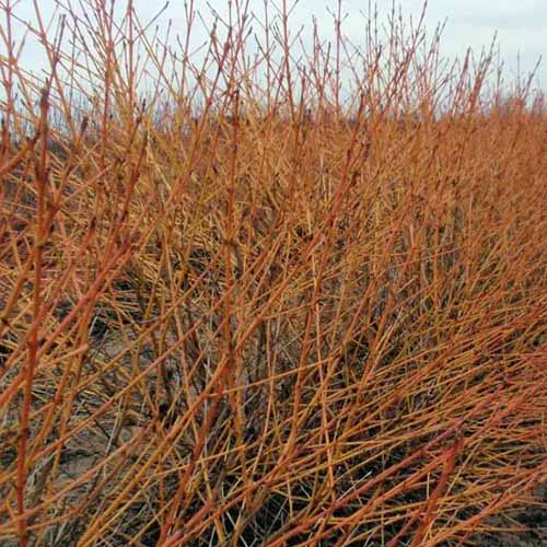 A square image of the yellowish-red stems of Arctic Sun dogwood shrub.