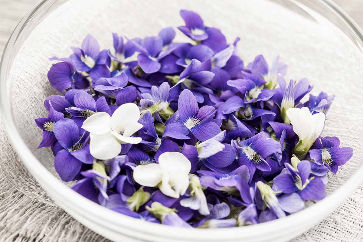 A horizontal photo of a white bowl filled with white and purple edible violet blossoms.