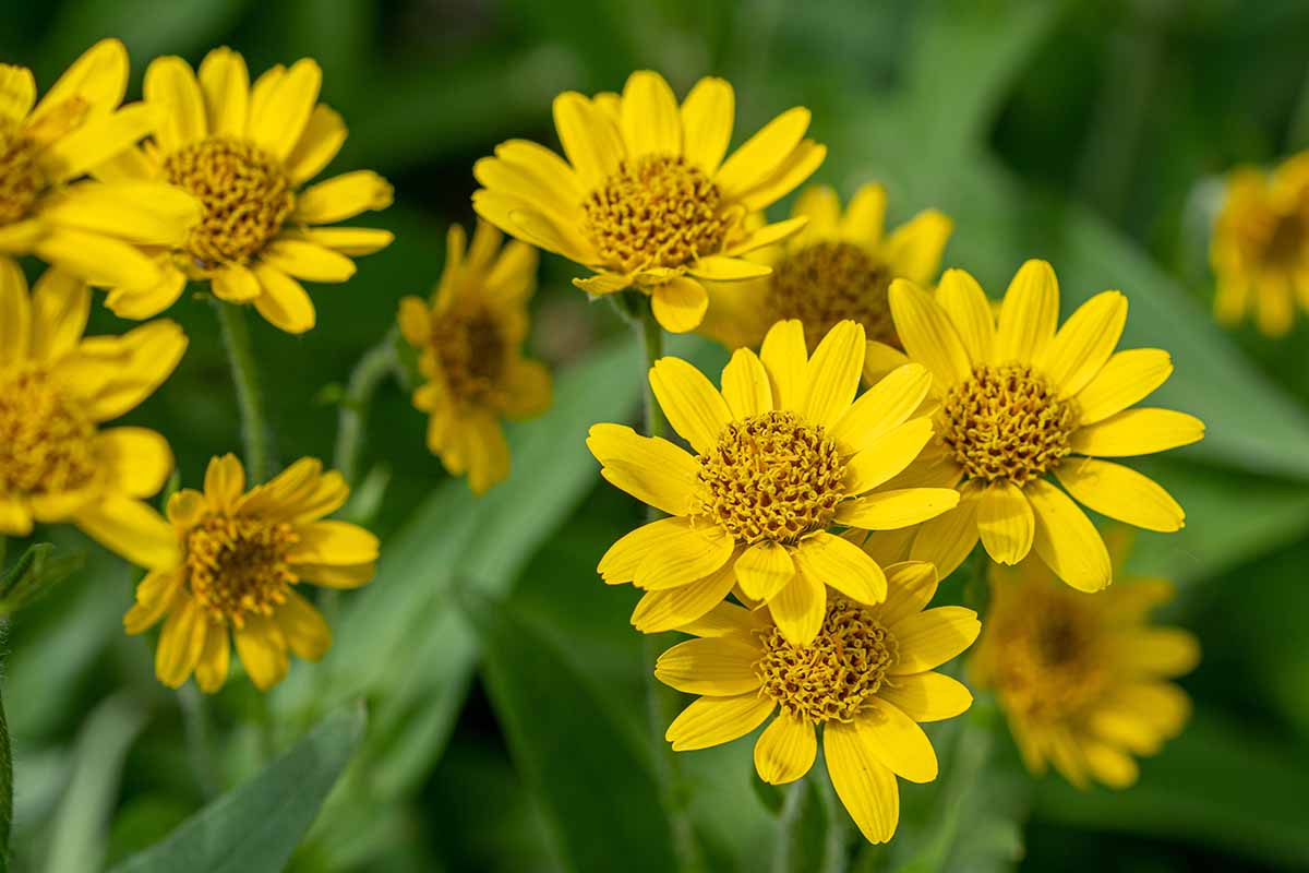 A horizontal image of bright yellow flowers growing in the garden with foliage in soft focus in the background.