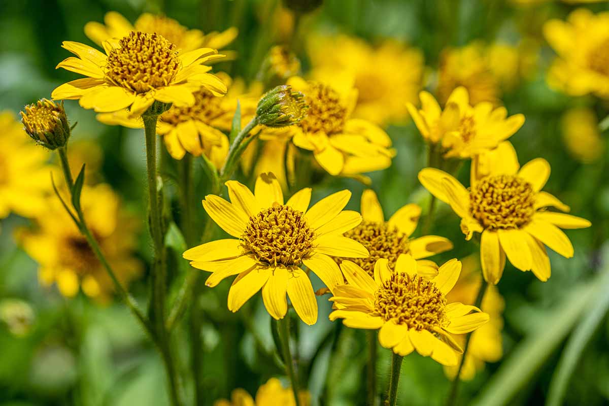A close up horizontal image of yellow arnica flowers in full bloom in the garden, pictured on a soft focus background.