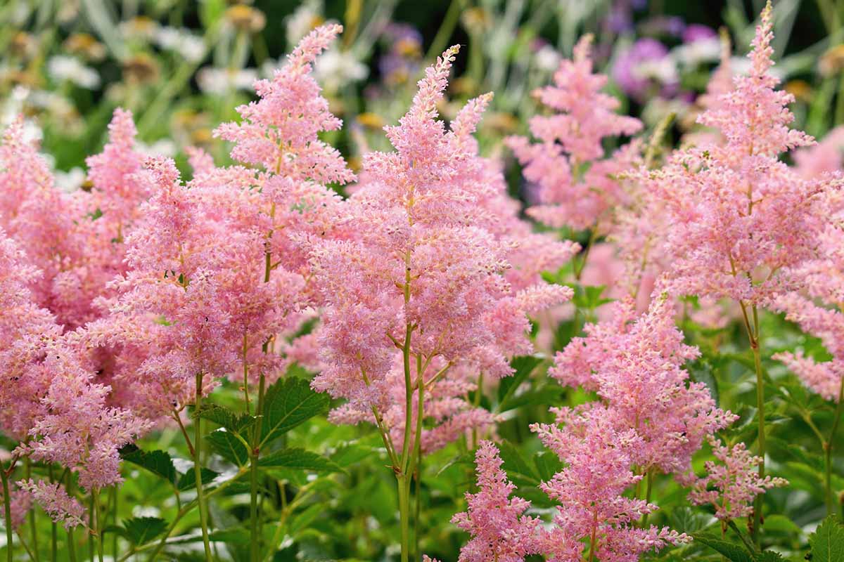 A close up horizontal image of light pink astilbe flowers growing in the garden.