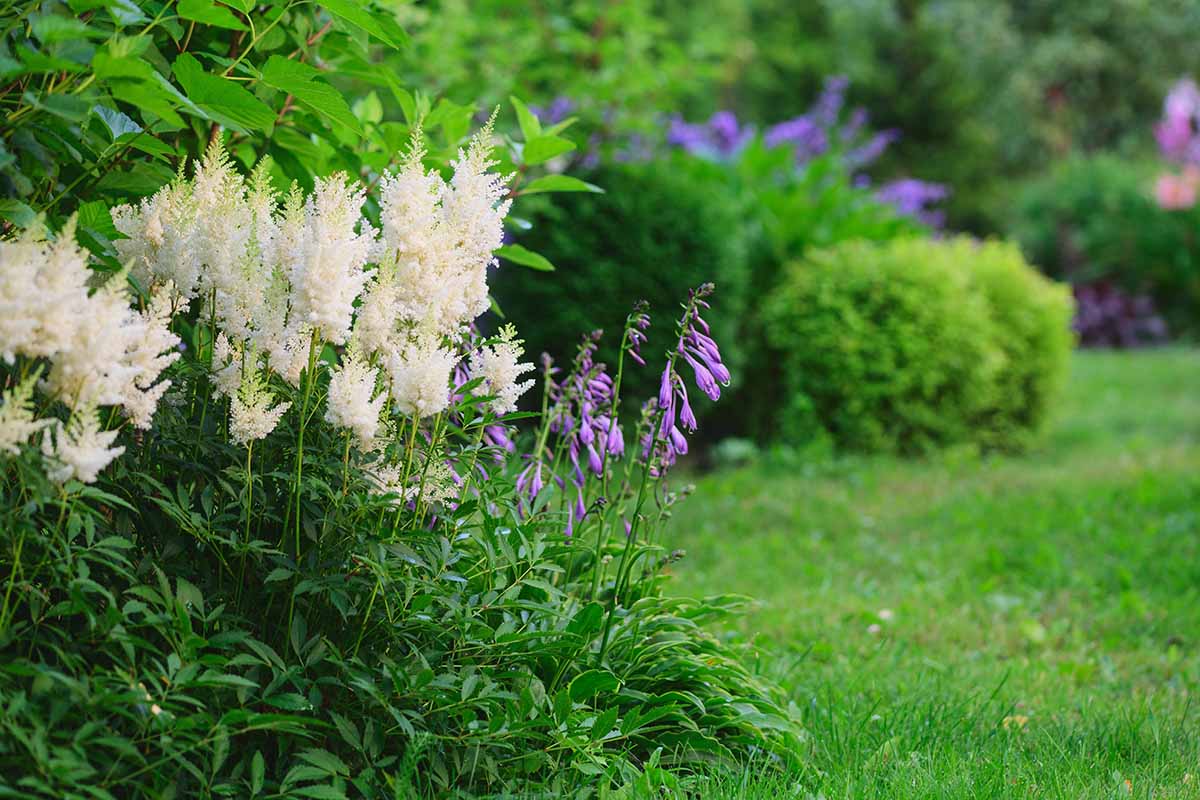 A horizontal image of a mixed garden border with flowering astilbe and hosta plants.