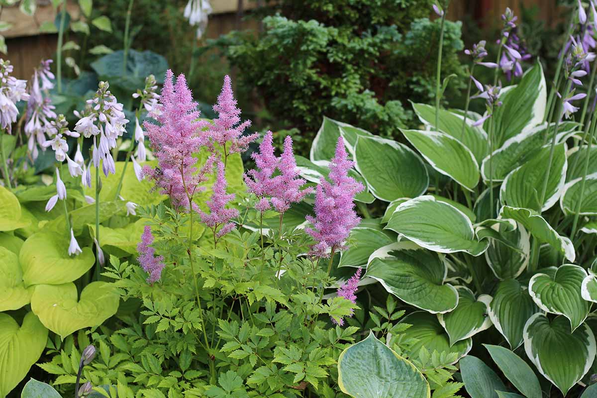 A horizontal image of astilbe and hostas in bloom in a shade garden.