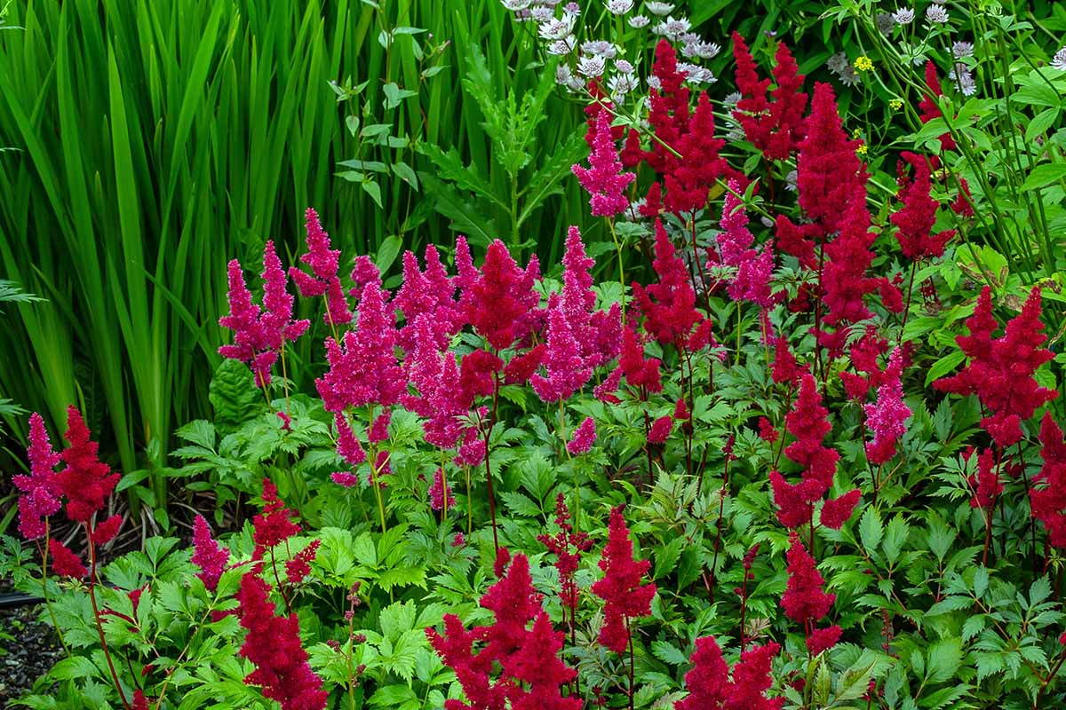 A horizontal image of deep red and pink astilbe flowers growing in a mixed garden border.
