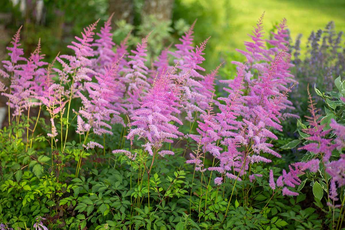 A horizontal image of pink astilbe in full bloom in a shady garden.
