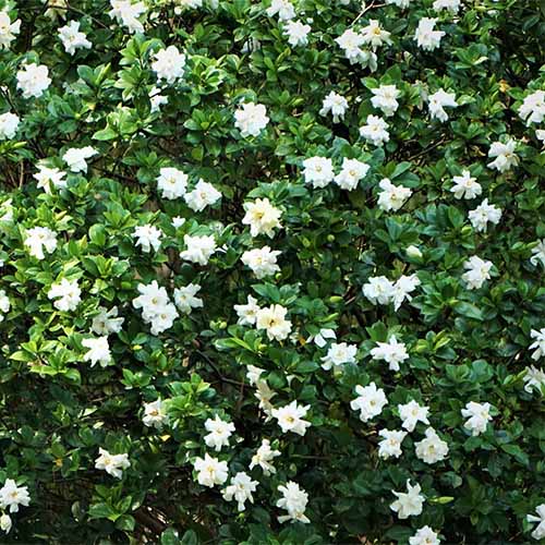 A square product photo for August Beauty gardenia shrub.