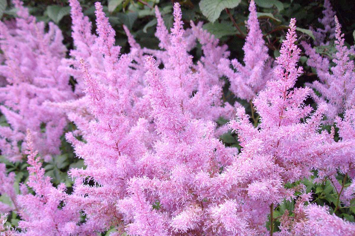 A close up horizontal image of baby pink astilbe flowers growing in the garden.