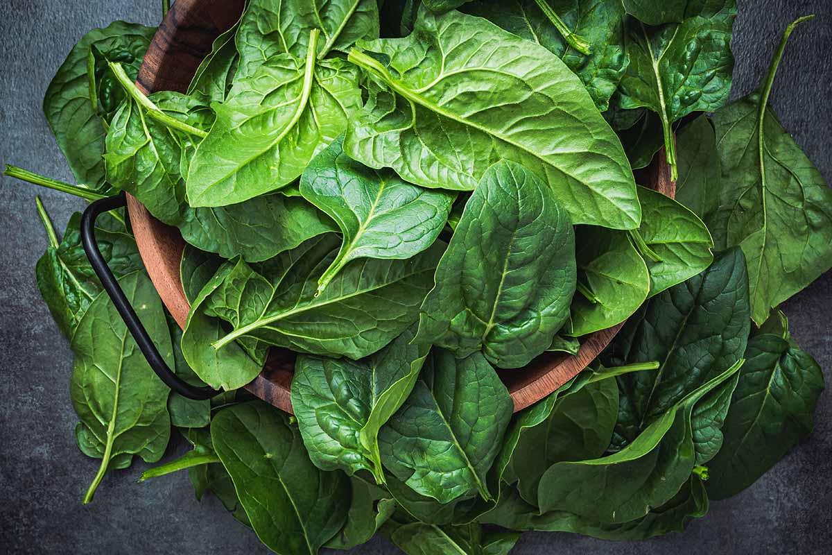 A horizontal shot of harvested baby spinach leaves in a wooden bowl.