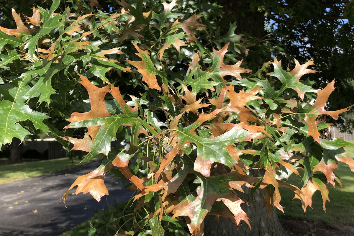 A horizontal photo of branch of pin oak leaves with signs of bacterial leaf scorch.