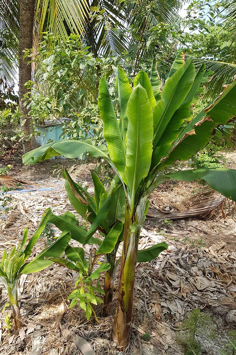 A vertical image of Musa plants with banana bunchy top virus (BBTV).