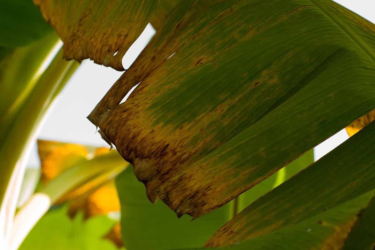 A close up horizontal image of foliage suffering from early symptoms of fusarium wilt.