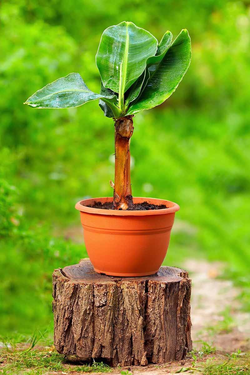 A vertical image of a small potted plant set on the top of a wooden stump, pictured on a green soft focus background.
