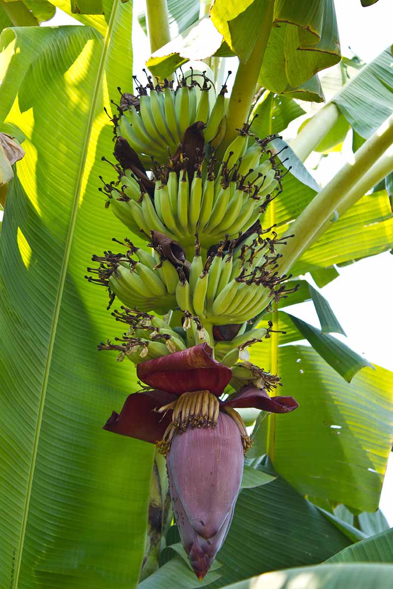 A vertical image of a bunch of bananas growing on the tree with a flower developing at the bottom, with foliage in the background.