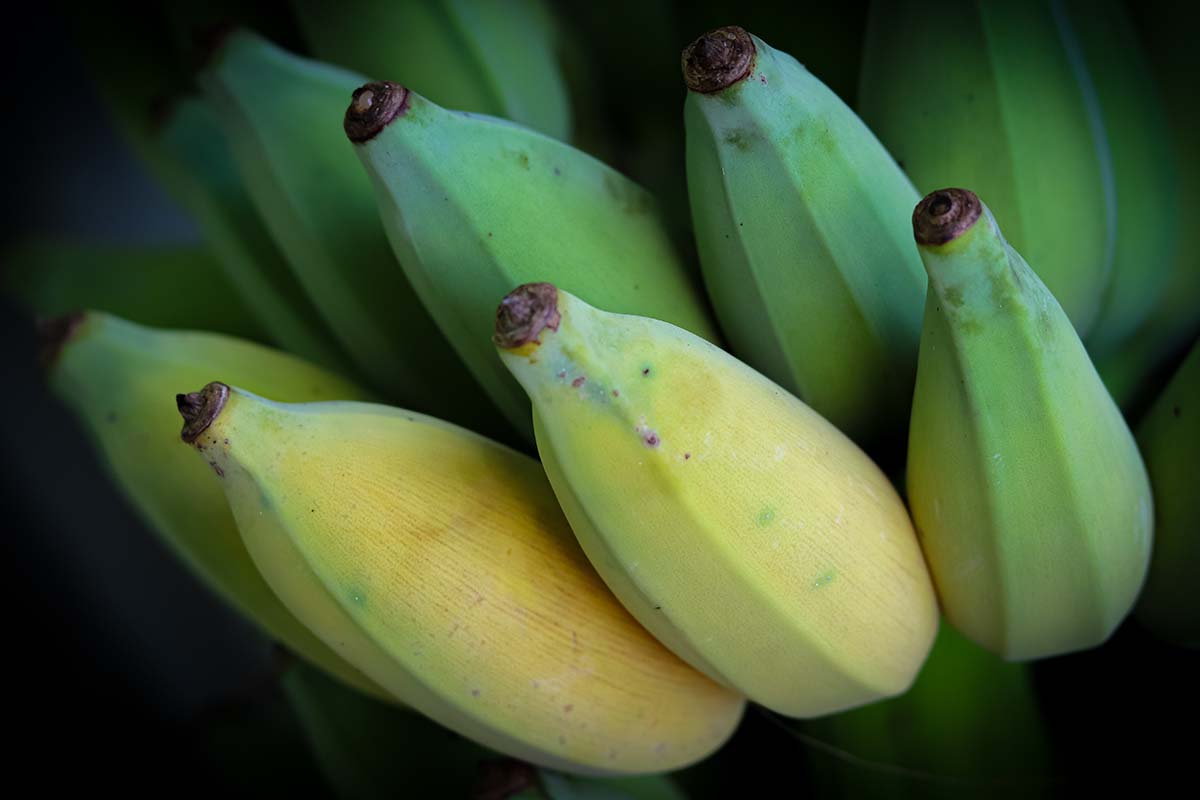 A close up horizontal image of ice cream bananas ripening, pictured on a dark background.