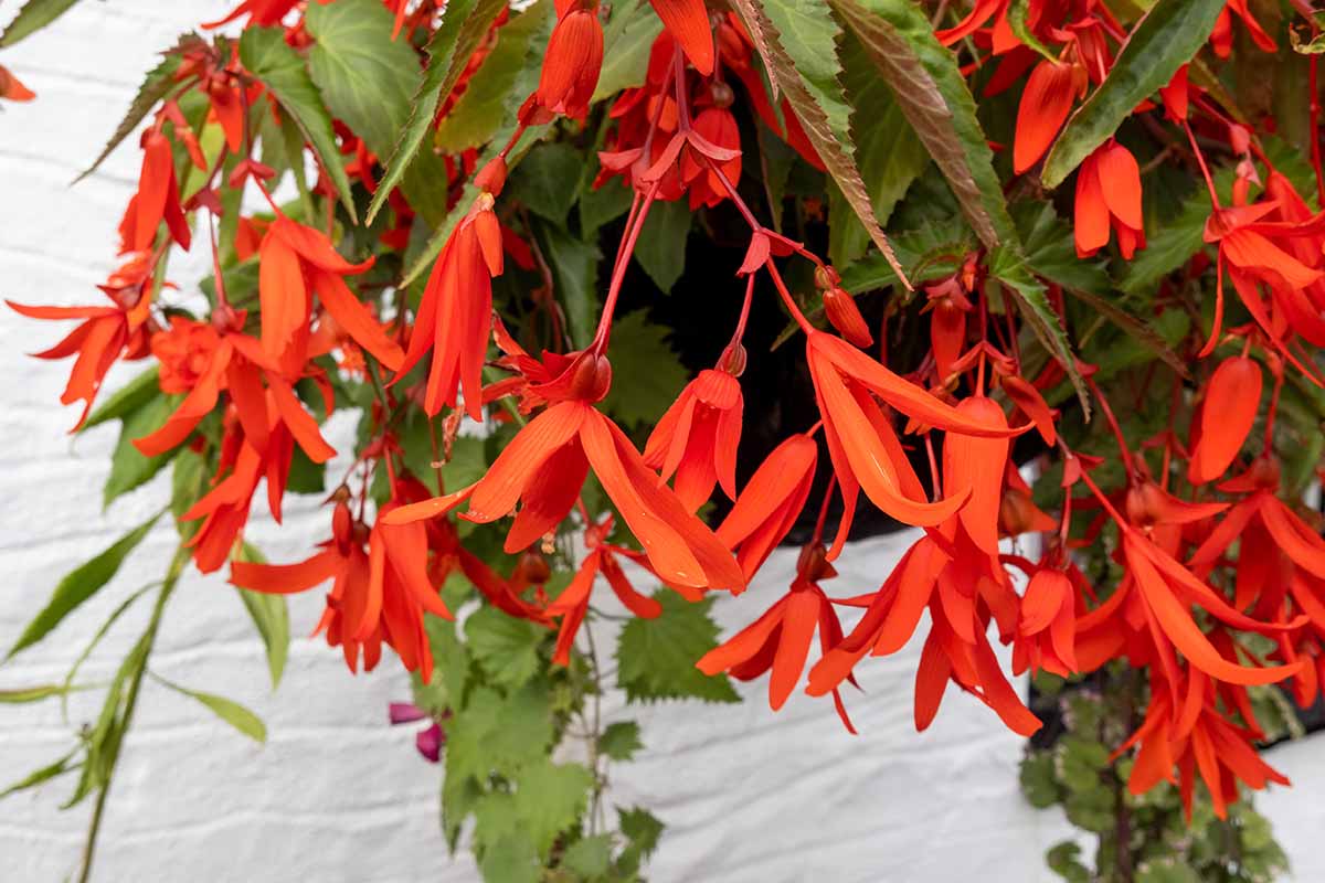 A close up horizontal image of the bright red flowers of a 'Bonfire' begonia growing in a hanging basket.