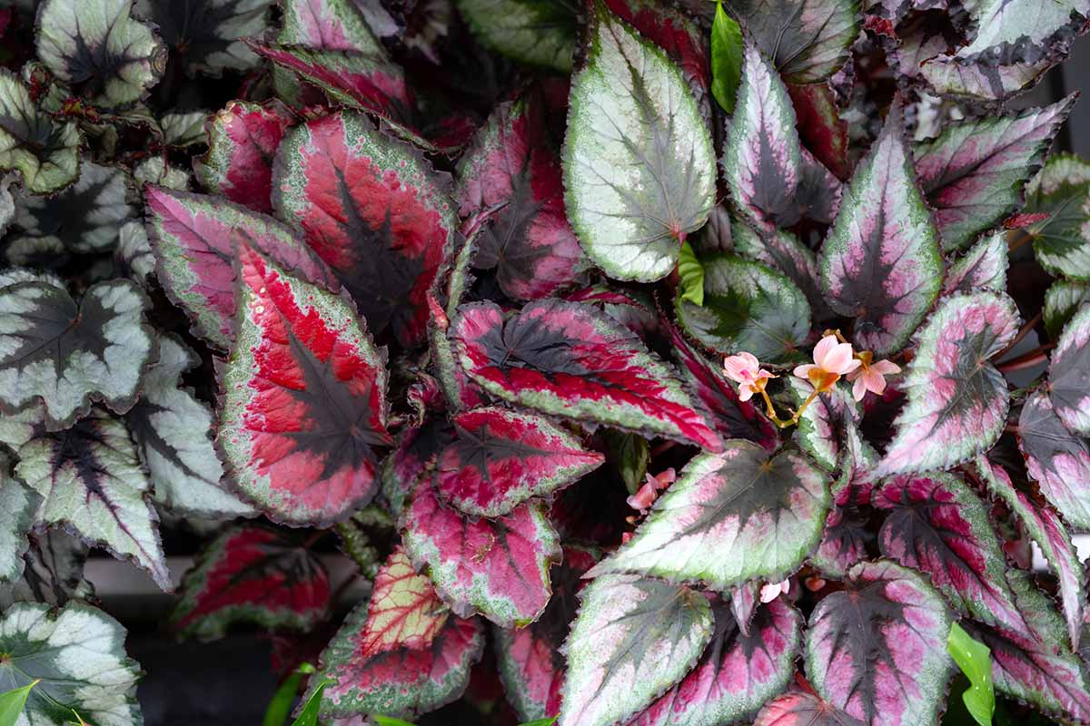 A close up horizontal image of colorful begonia foliage on plants growing in pots indoors.