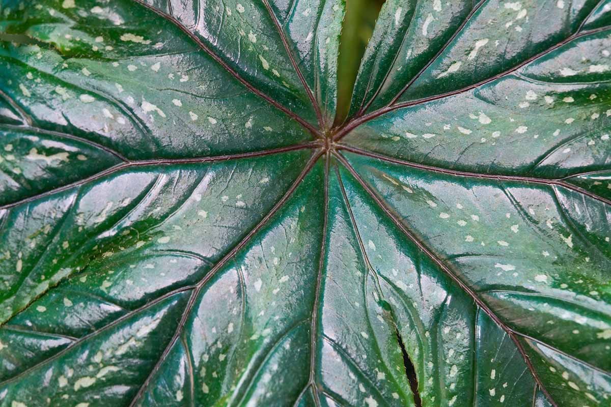 A close up horizontal image of the shiny green spotted foliage of a Begonia diadema.