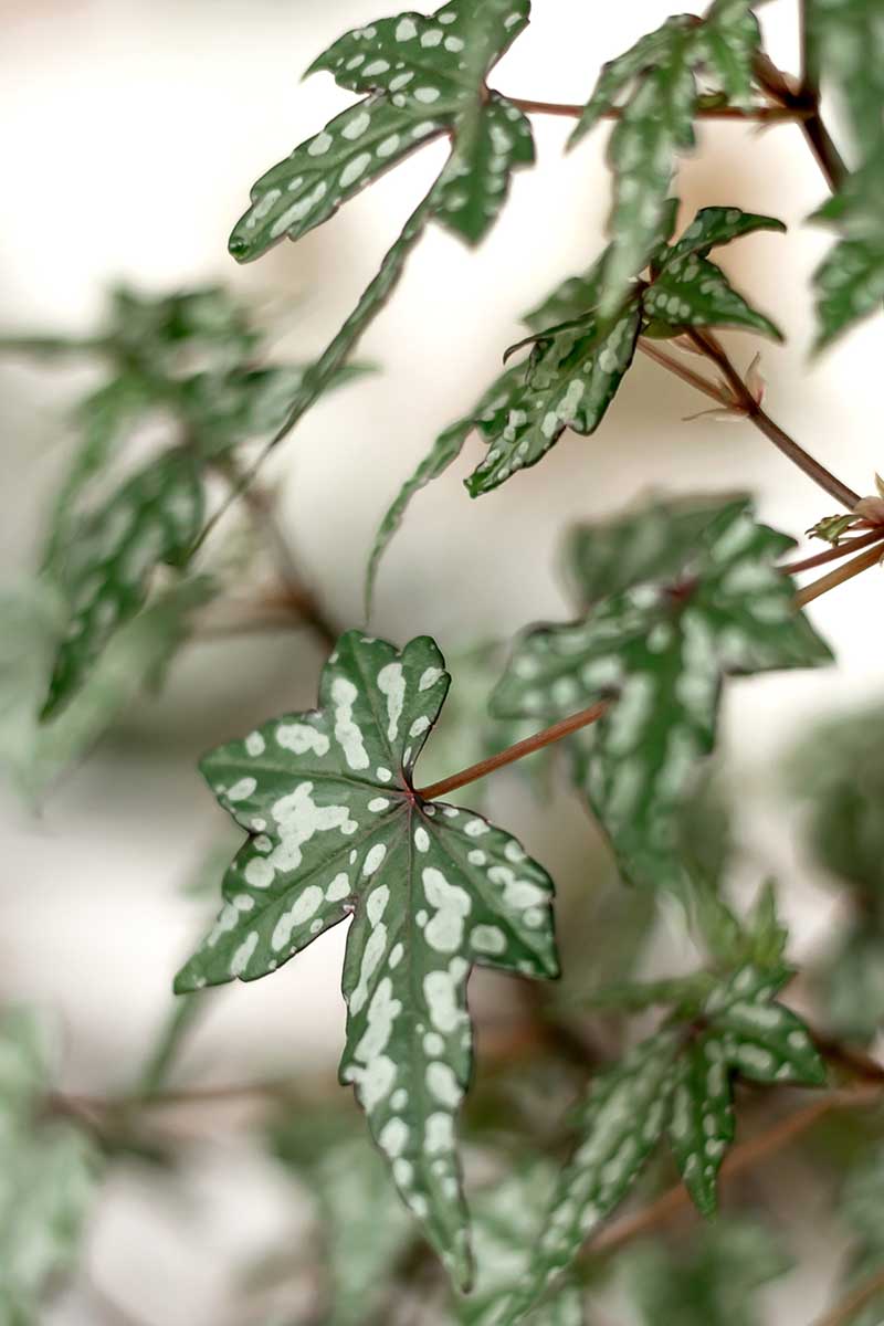 A vertical image of the green and white spotted foliage of a Begonia dregei pictured on a soft focus background.
