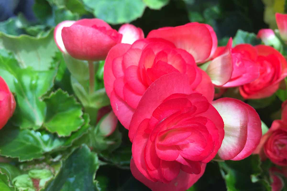 A close up horizontal image of reddish pink begonia flowers pictured on a soft focus background.