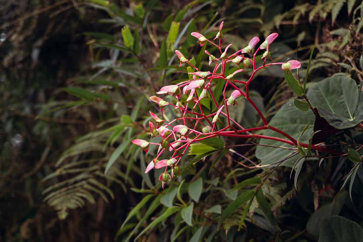 A close up horizontal image of a Begonia glabra plant in full bloom growing wild.