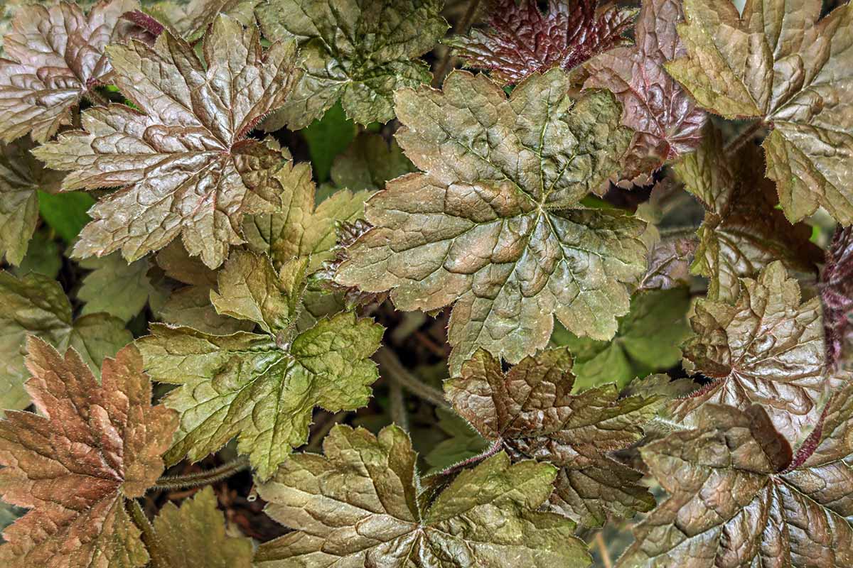 A close up horizontal image of the brownish-green textured foliage of a Begonia metallica plant.