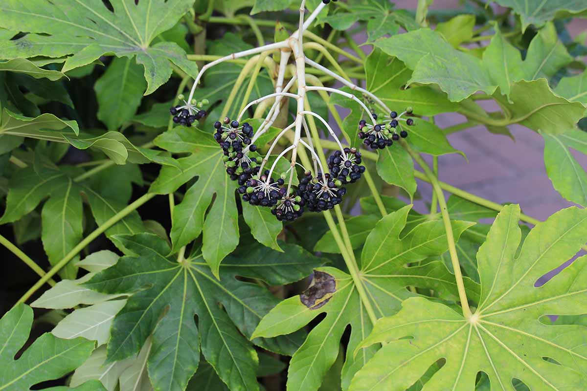 A close up horizontal image of Japanese aralia plant with seeds among the bright green foliage.