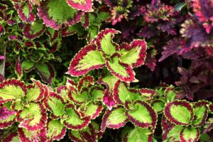 A close up horizontal image of different coleus plants growing in the garden.