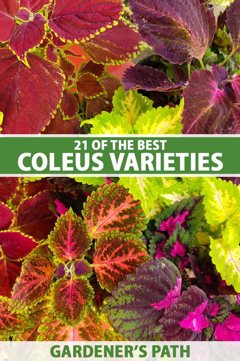 A close up vertical image of different coleus varieties growing in the garden. To the center and bottom of the frame is green and white printed text.