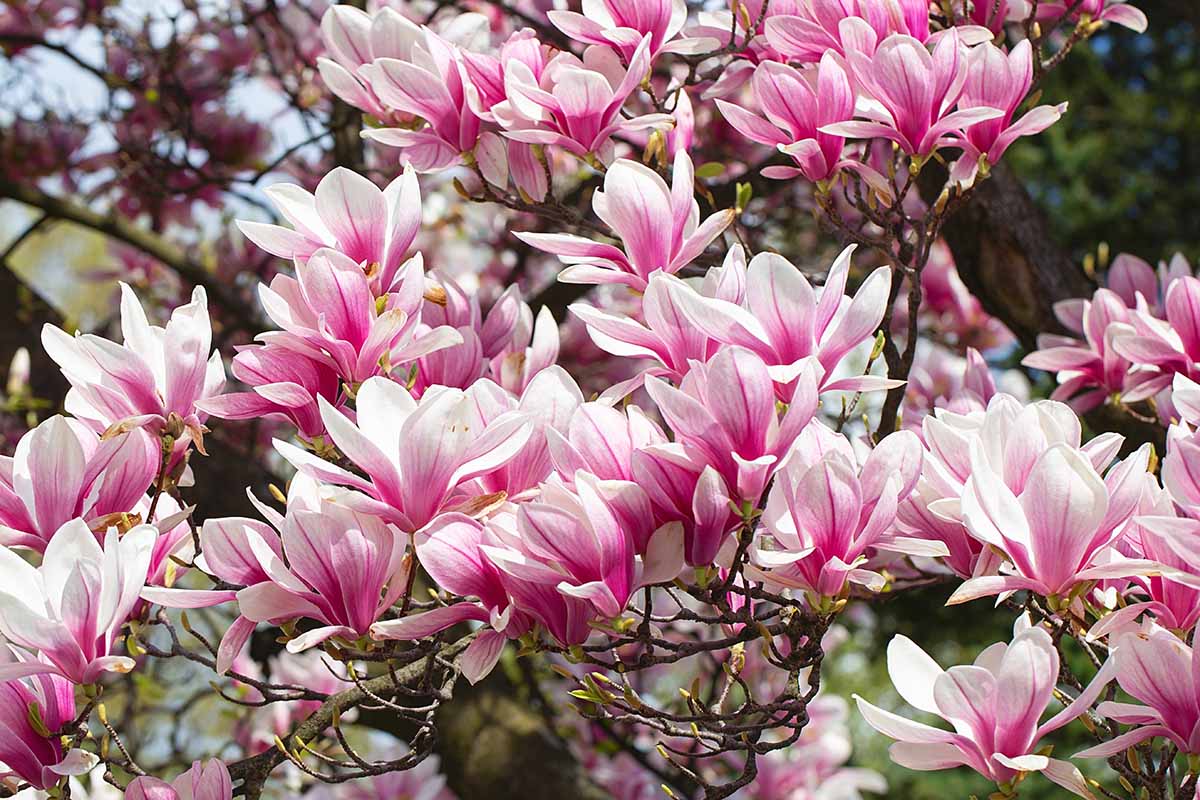 A horizontal photo of a branch of a deciduous magnolia tree covered in white and pink blooms.
