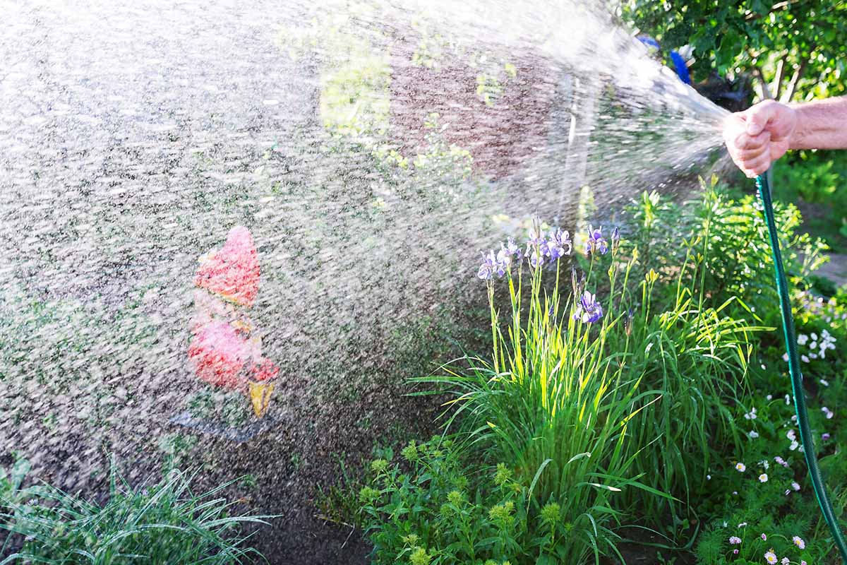 A human hand holds a water hose and has the thumb placed over the nozzle to create a spray. In a lush backyard setting.