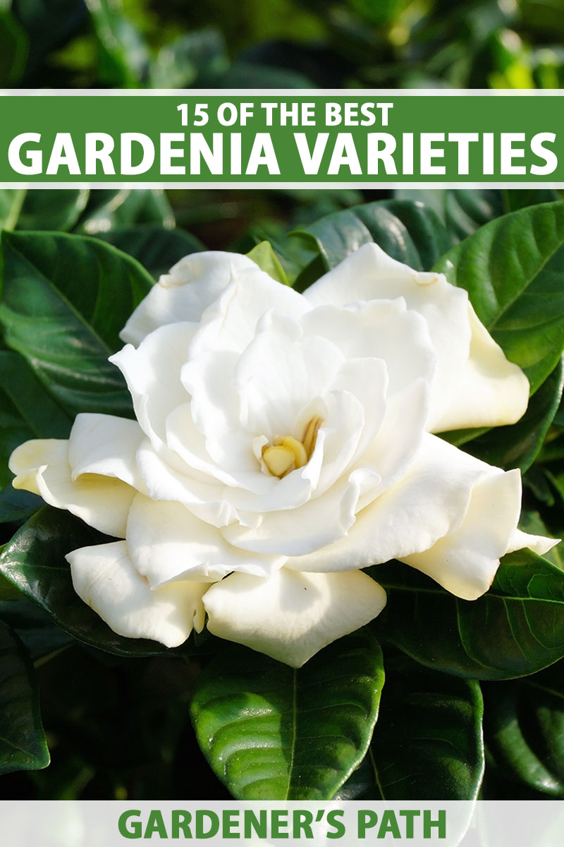 A vertical close up photo of a gardenia bloom nestled in the dark green foliage. Green and white text spans the center and bottom of the frame.