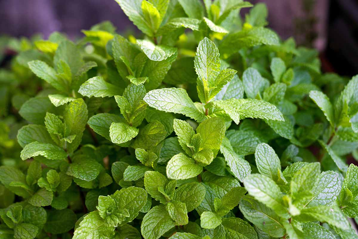 A close up horizontal image of the foliage of a mint plant growing in containers outdoors.