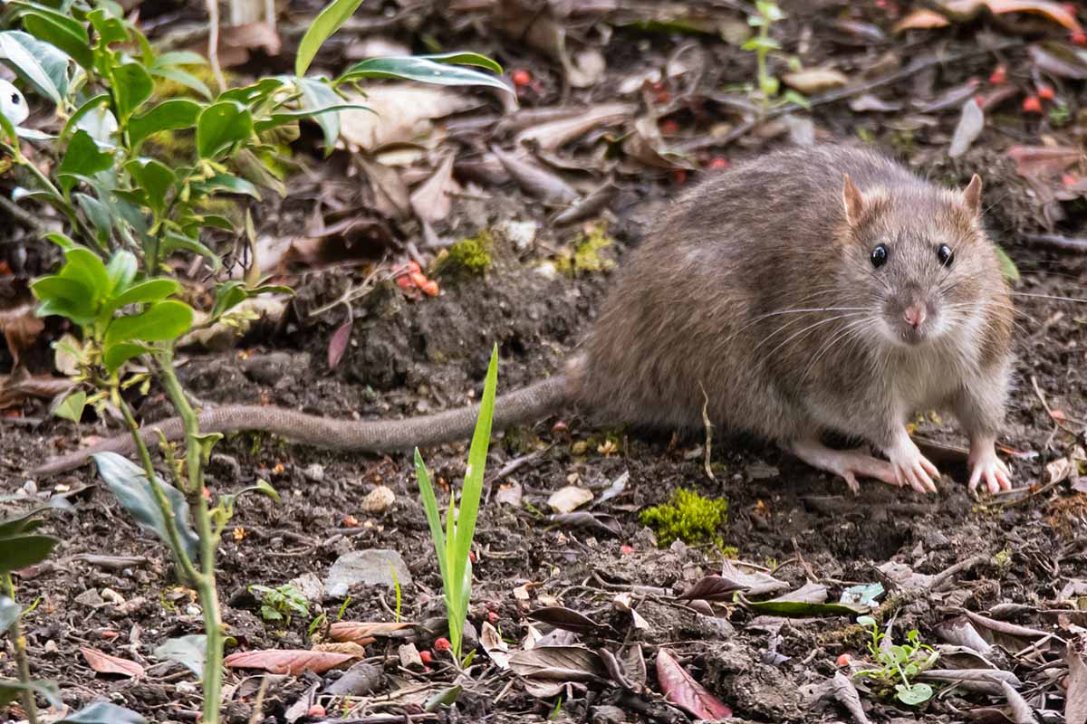 A close up horizontal image of a large brown rat looking surprised in the garden.