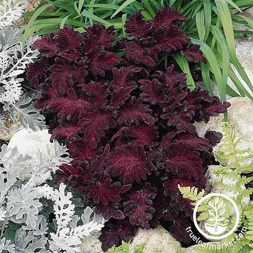 A close up square image of 'Black Dragon' coleus growing in the garden with dusty miller and other perennials. To the bottom right of the frame is a white circular logo with text.