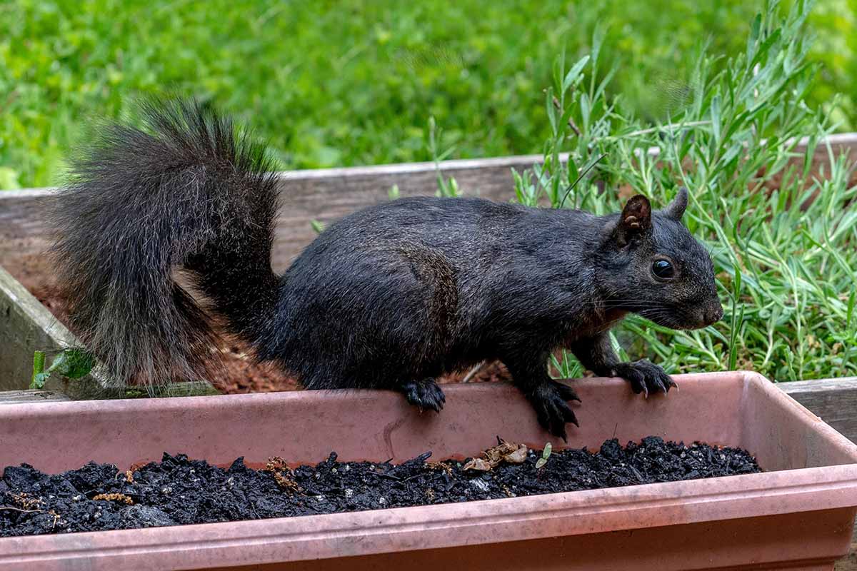 A close up horizontal image of a black squirrel digging through freshly planted flower bulbs in the garden.