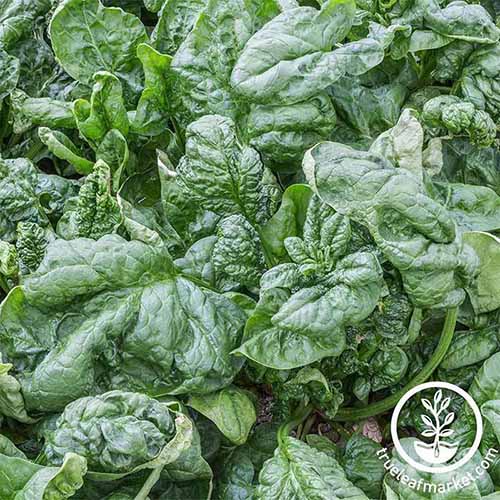 A square product photo of Bloomsdale Long Standing Spinach.