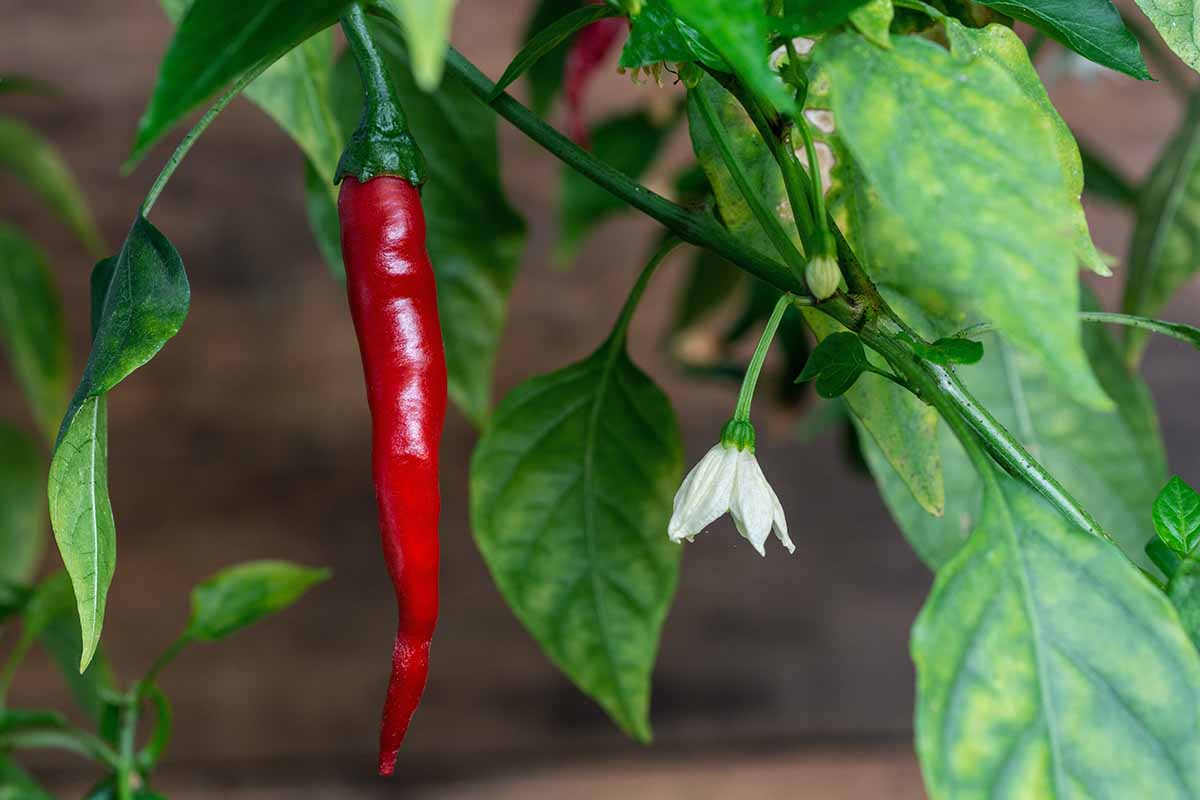A horizontal photo of a cayenne pepper plant with a single shiny red pepper next to a small white blossom.