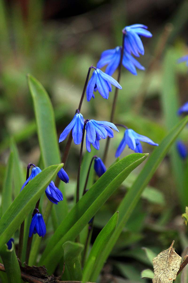 A close up vertical image of blue spring flowers growing in the garden pictured on a green soft focus background.